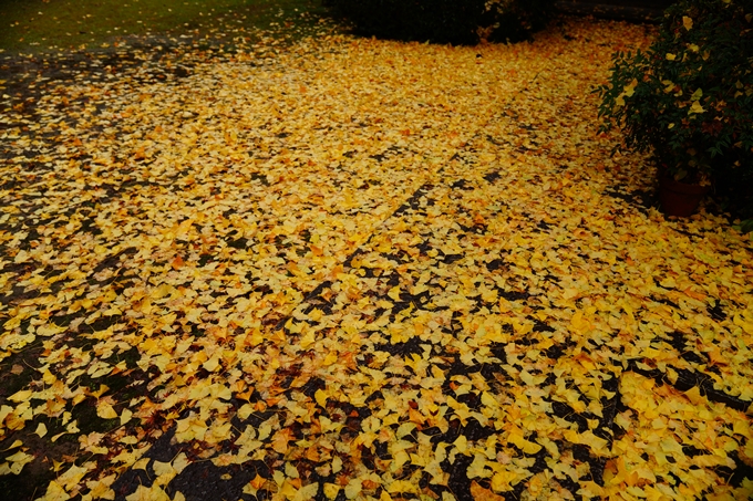 龍潭寺_紅葉_雨_2022　No11