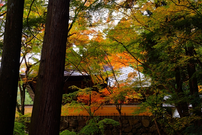 法常寺_紅葉_2022　No9