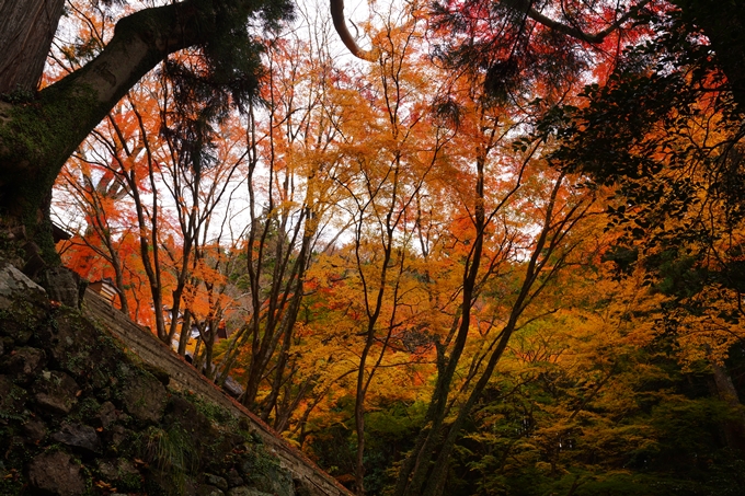 法常寺_紅葉_2022　No22