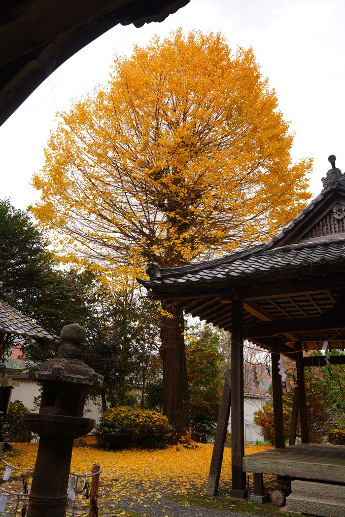 河阿神社_紅葉_2022　No18