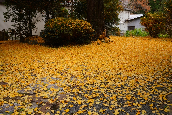 河阿神社_紅葉_2022　No19