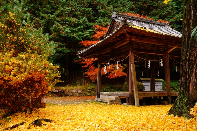 河阿神社_紅葉_2022　No22