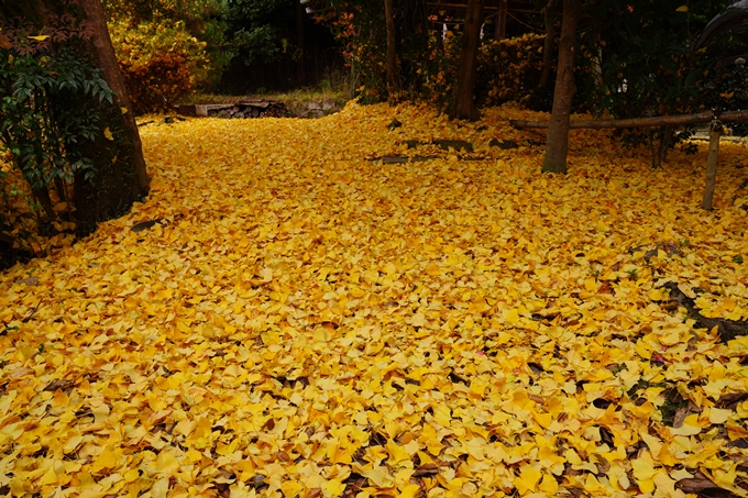 河阿神社_紅葉_2022　No6