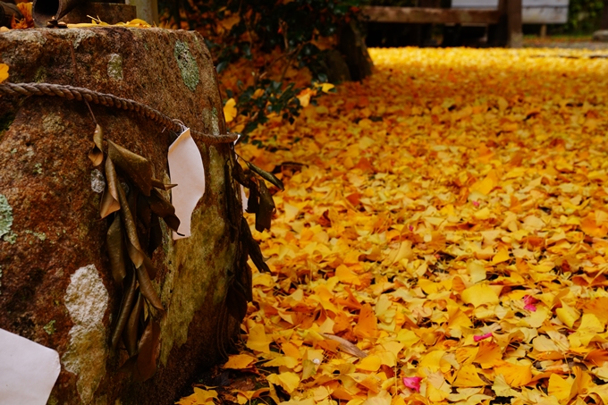 河阿神社_紅葉_2022　No4