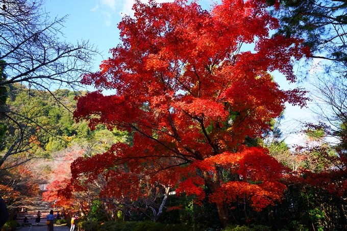 二尊院_紅葉_2022　No6