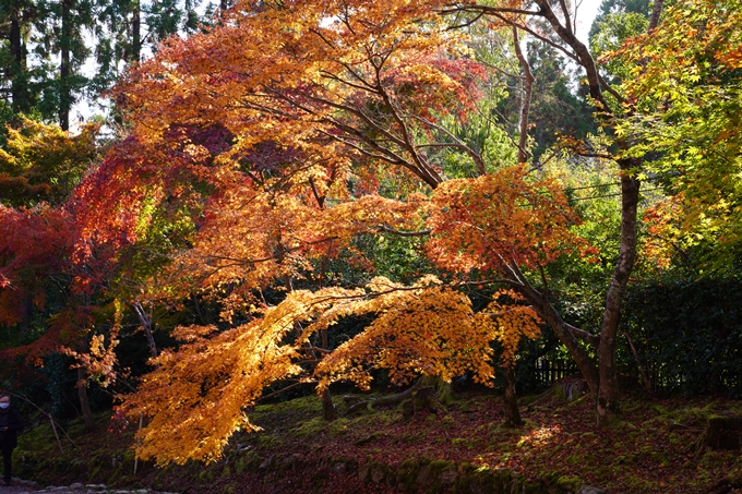 二尊院_紅葉_2022　No10