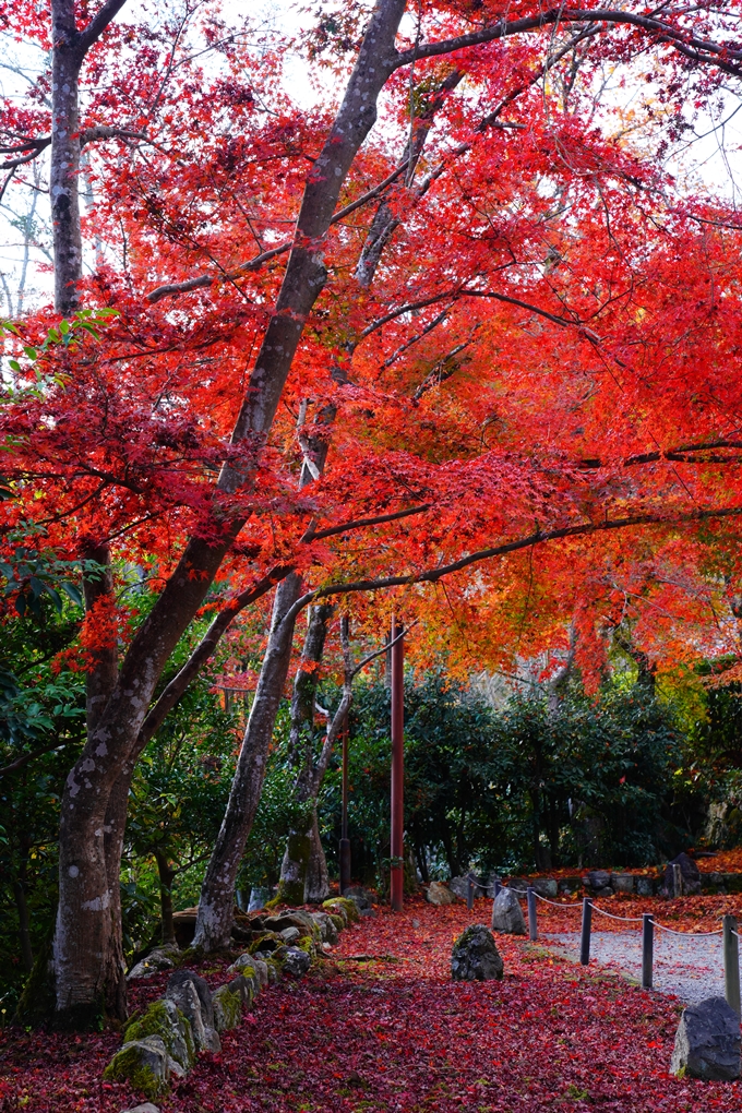 二尊院_紅葉_2022　No13