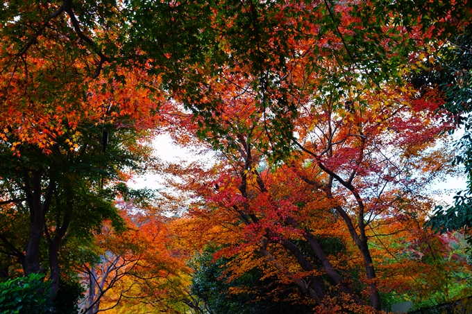 嵐山_紅葉_2022　No2