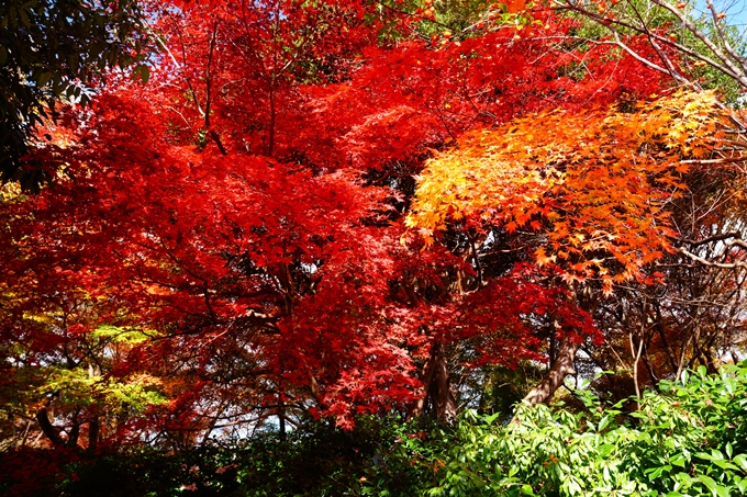 嵐山_紅葉_2022　No7