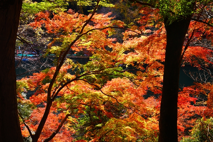 嵐山_紅葉_2022　No10