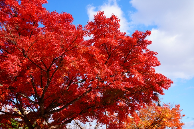 嵐山_紅葉_2022　No11