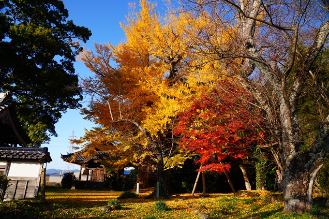 丹波国分寺跡_紅葉_2022　No2