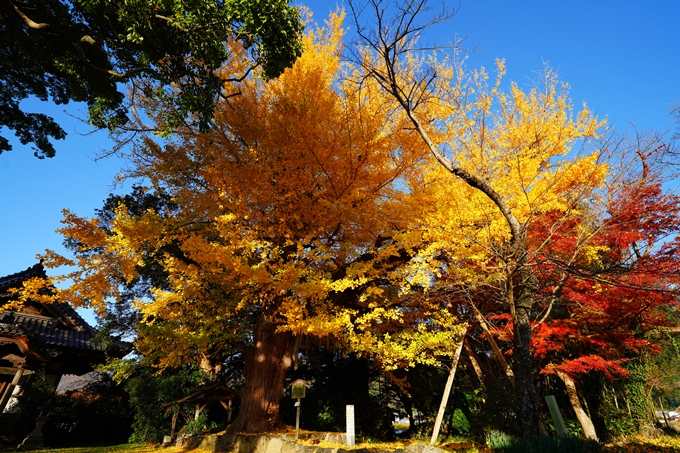 丹波国分寺跡_紅葉_2022　No4