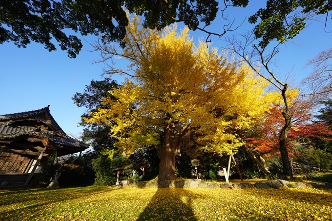 丹波国分寺跡_紅葉_2022　No5