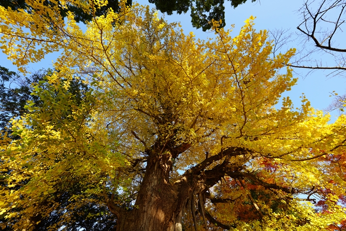 丹波国分寺跡_紅葉_2022　No6