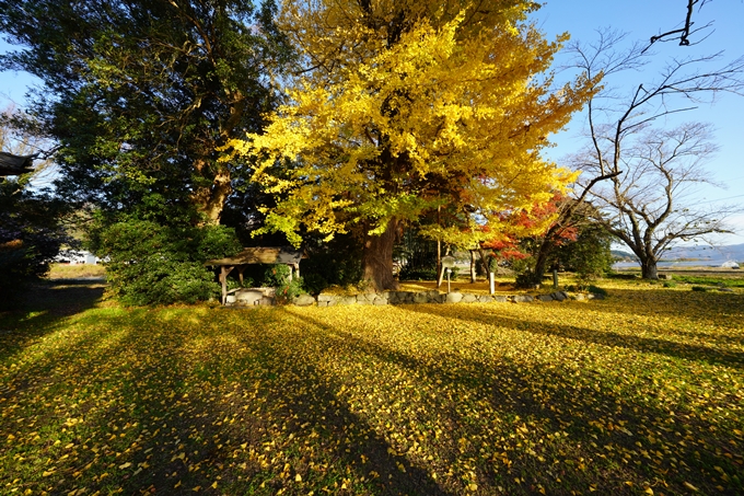 丹波国分寺跡_紅葉_2022　No9