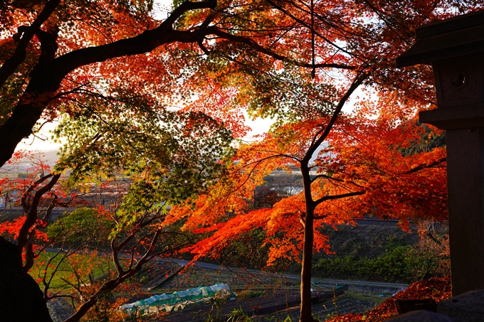 桑田神社_紅葉_2022　No5