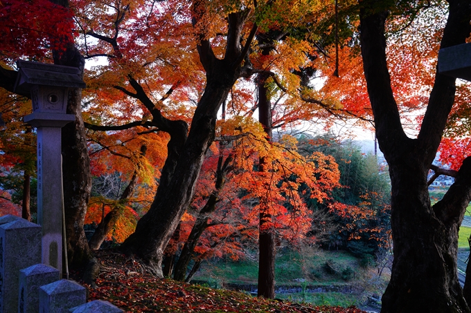 桑田神社_紅葉_2022　No13