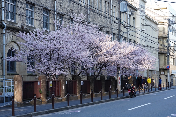 旧成徳中学校_春めき桜_2023　No2