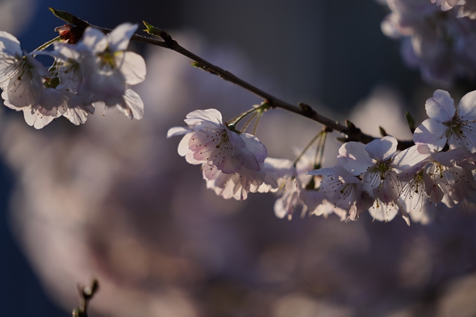 旧成徳中学校_春めき桜_2023　No7