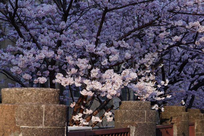 旧成徳中学校_春めき桜_2023　No11