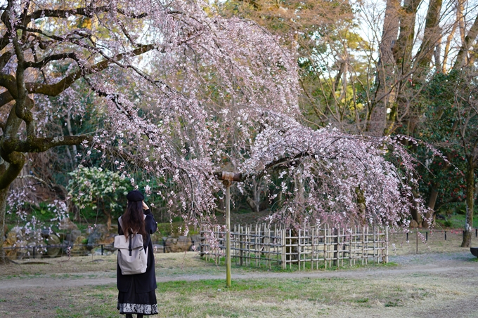 御所_近衛邸跡_糸桜_2023　No4