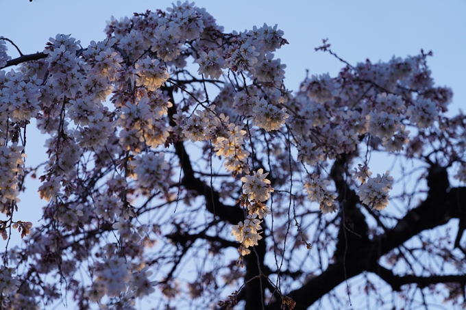 御所_近衛邸跡_糸桜_2023　No7