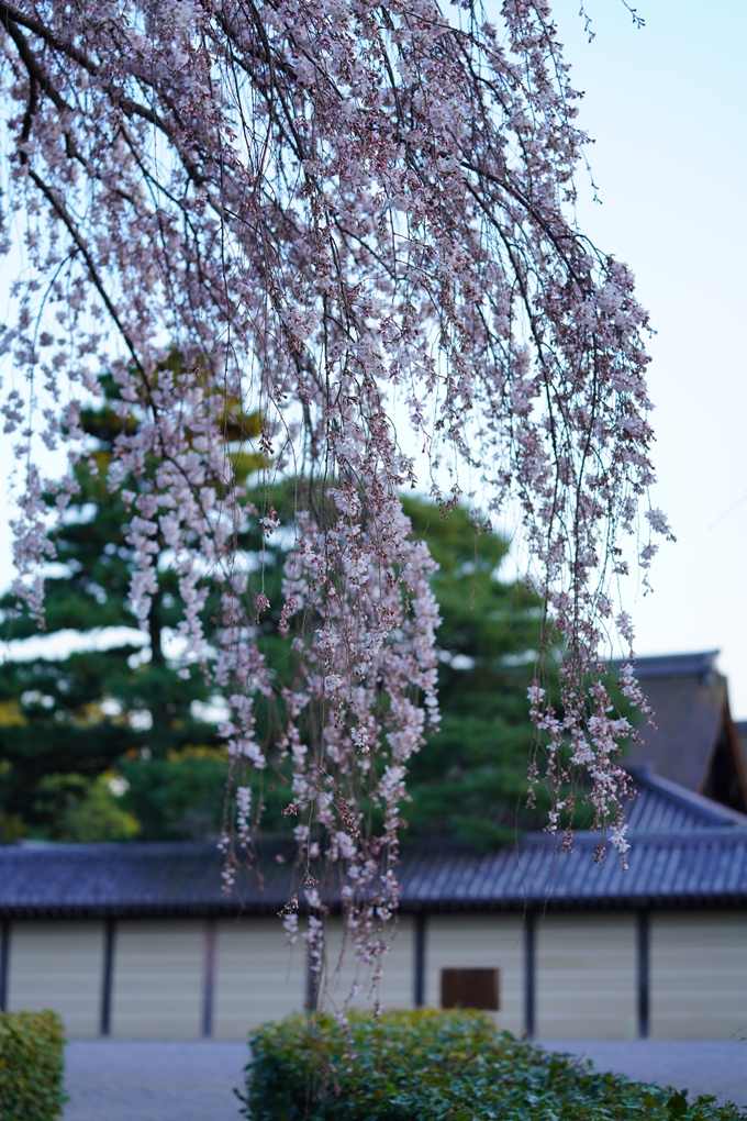 御所_近衛邸跡_糸桜_2023　No10