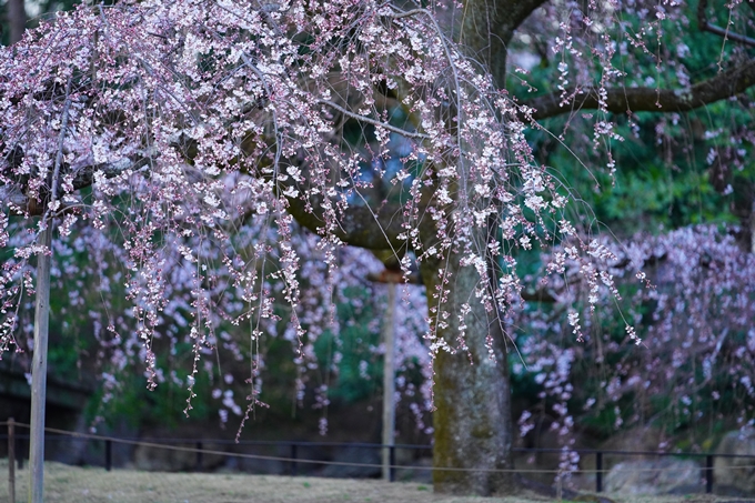 御所_近衛邸跡_糸桜_2023　No12