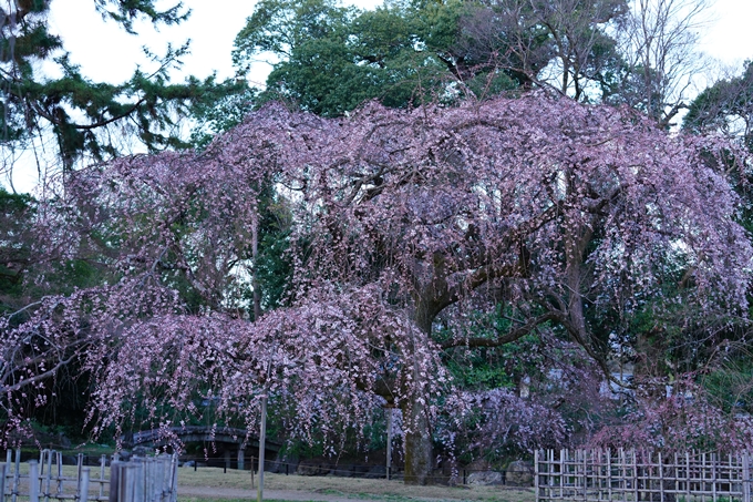 御所_近衛邸跡_糸桜_2023　No2