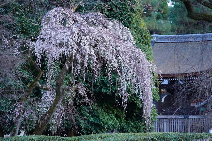 御所_近衛邸跡_糸桜_2023　No3