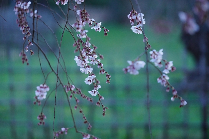 御所_近衛邸跡_糸桜_2023　No13