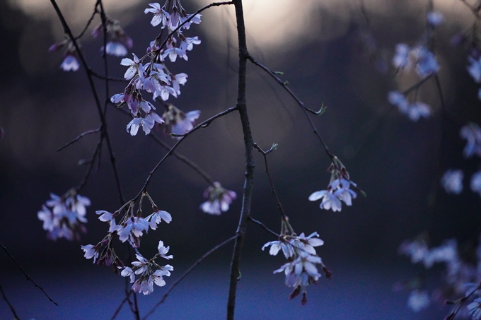 御所_近衛邸跡_糸桜_2023　No19