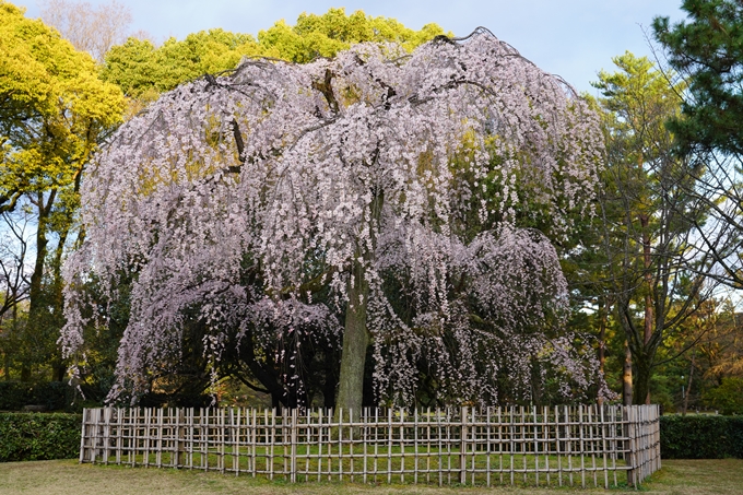 出水の桜_2023　No2