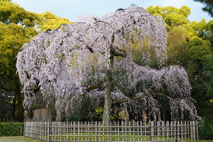 出水の桜_2023　No3