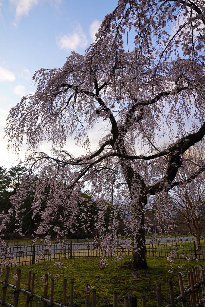 出水の桜_2023　No4