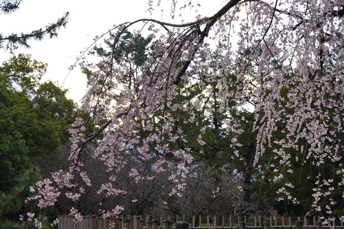 出水の桜_2023　No5