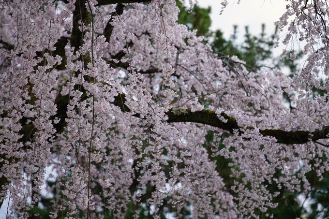 出水の桜_2023　No6