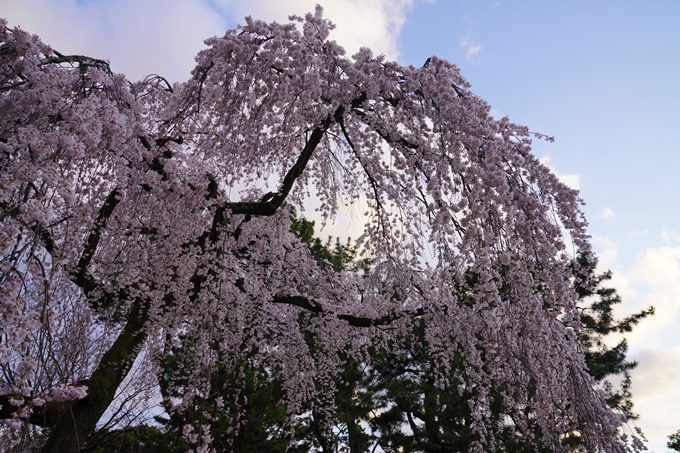 出水の桜_2023　No7