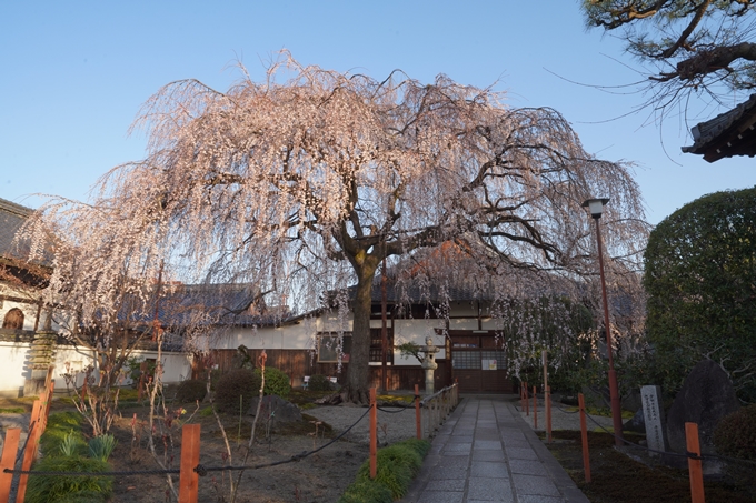 本満寺_糸桜_2023_02　No4