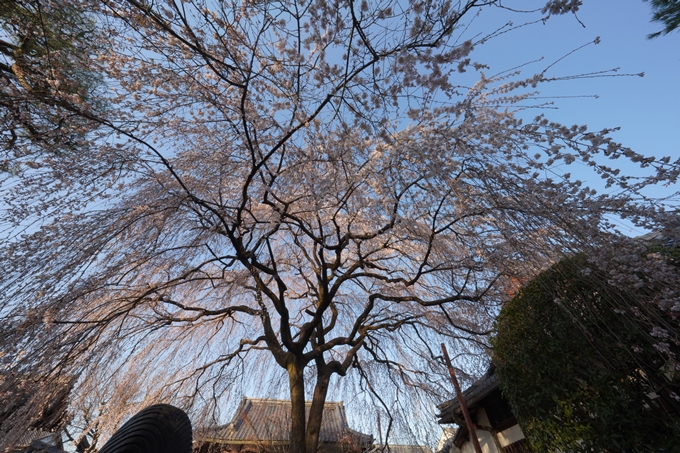 本満寺_糸桜_2023_02　No6