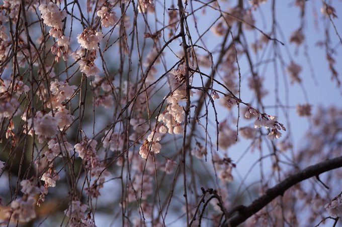 本満寺_糸桜_2023_02　No8