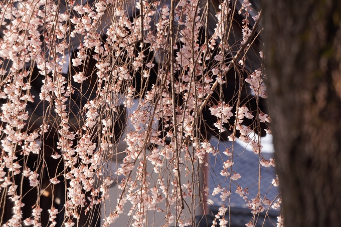 本満寺_糸桜_2023_02　No9