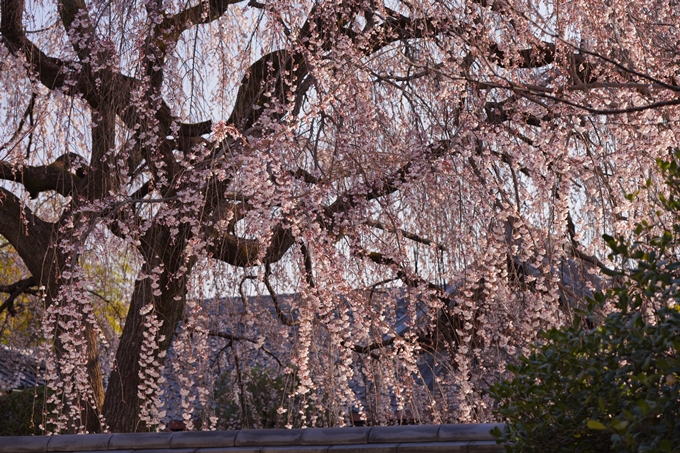 本満寺_糸桜_2023_02　No10