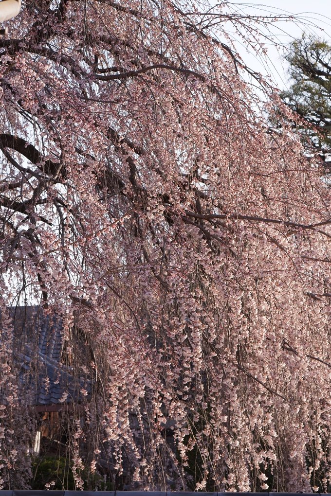 本満寺_糸桜_2023_02　No11