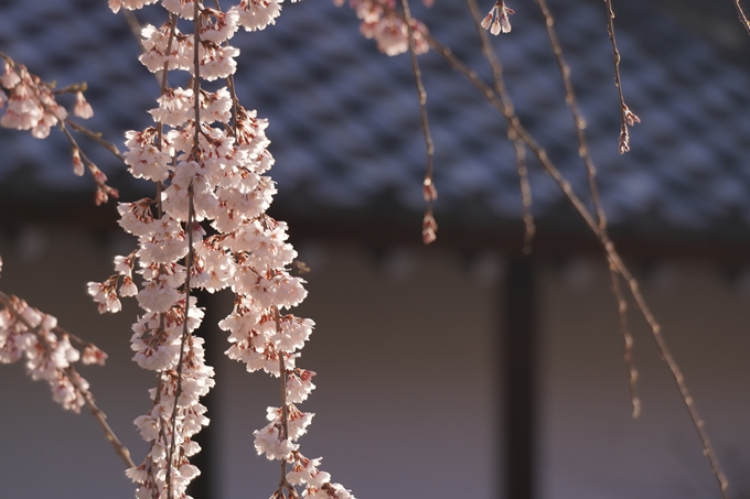 本満寺_糸桜_2023_02　No12