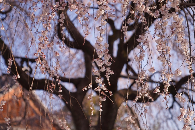 本満寺_糸桜_2023_02　No13