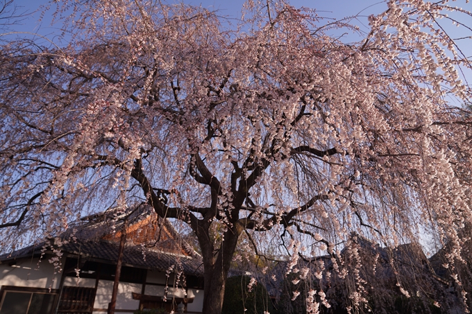 本満寺_糸桜_2023_02　No14