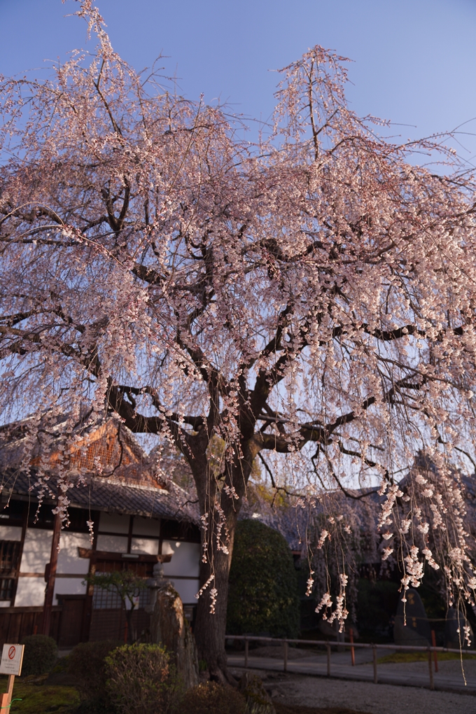 本満寺_糸桜_2023_02　No15