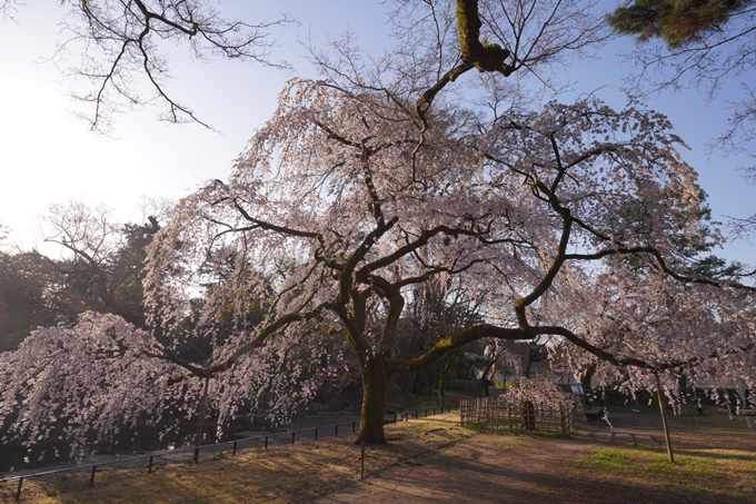 御所_近衛邸跡_糸桜_2023_02　No2